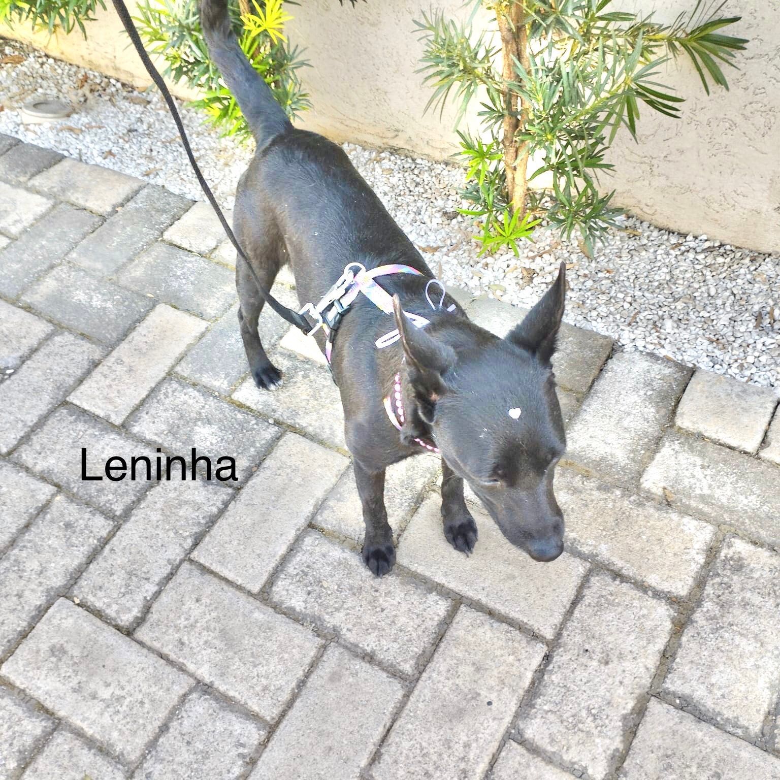 foto do pet Leninha
