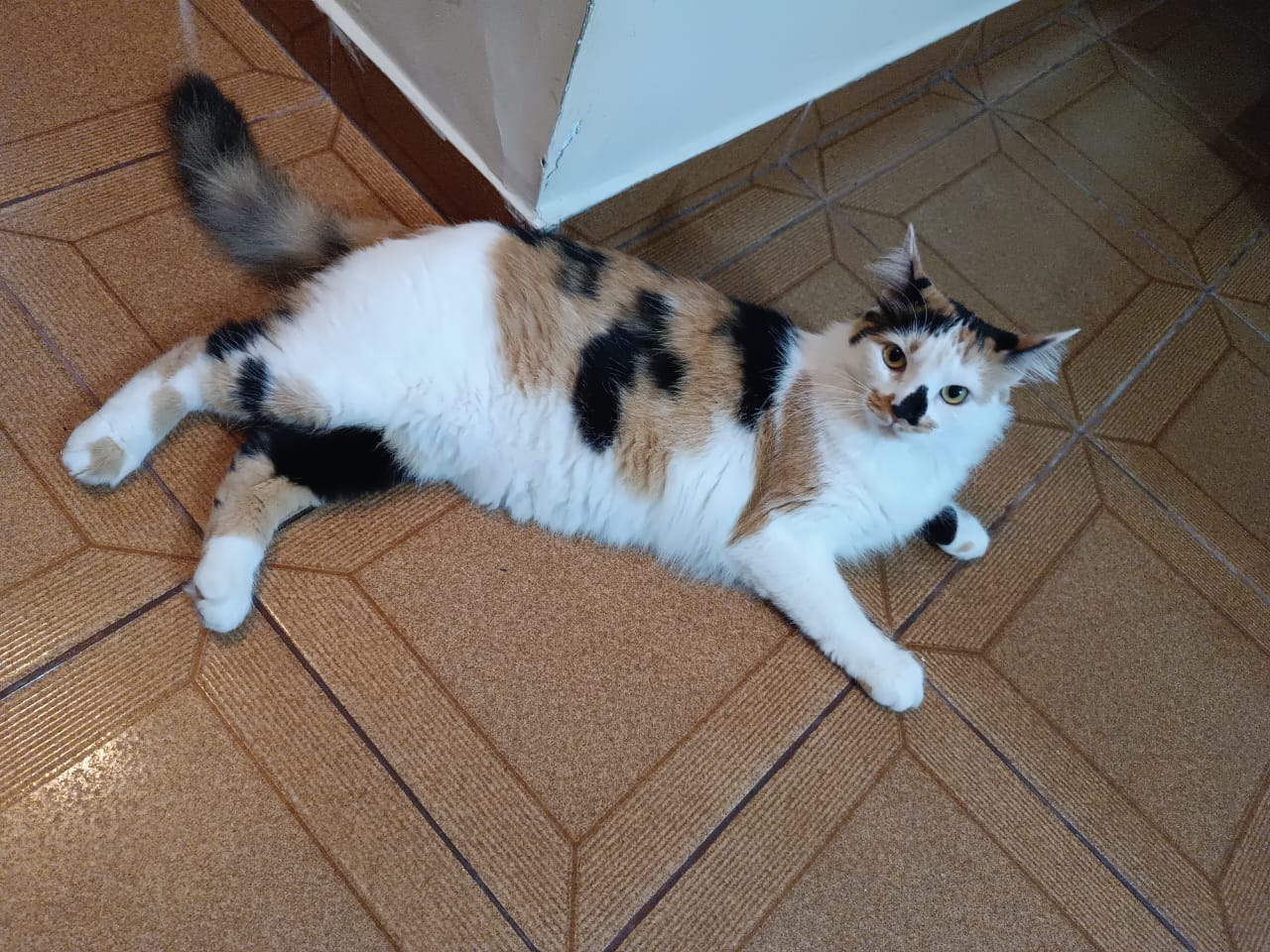 foto do pet Safira