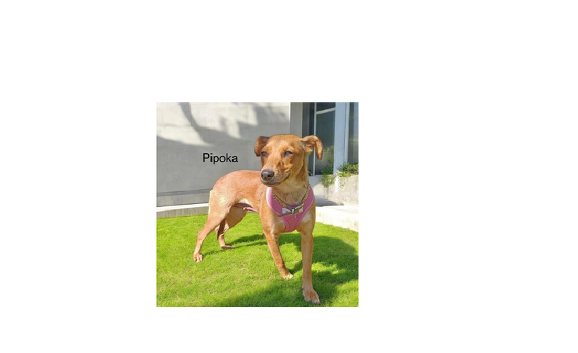 foto do pet Pipoka