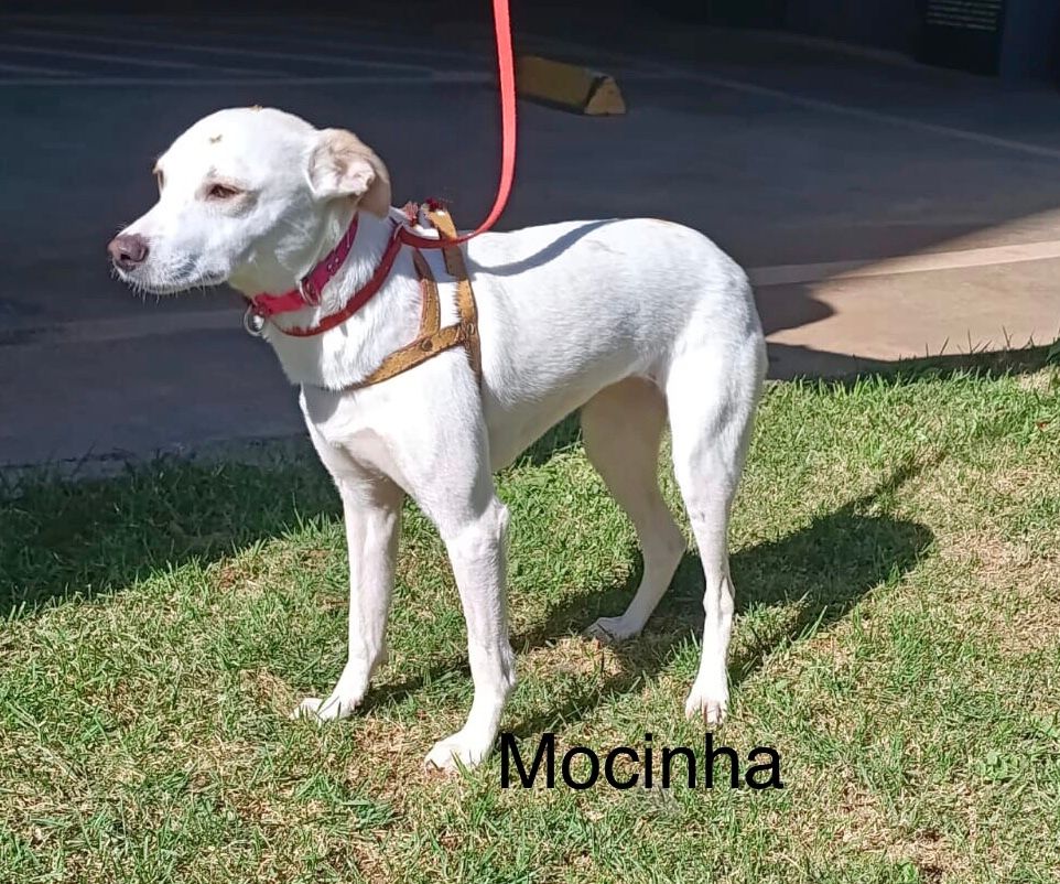 foto do pet Mocinha