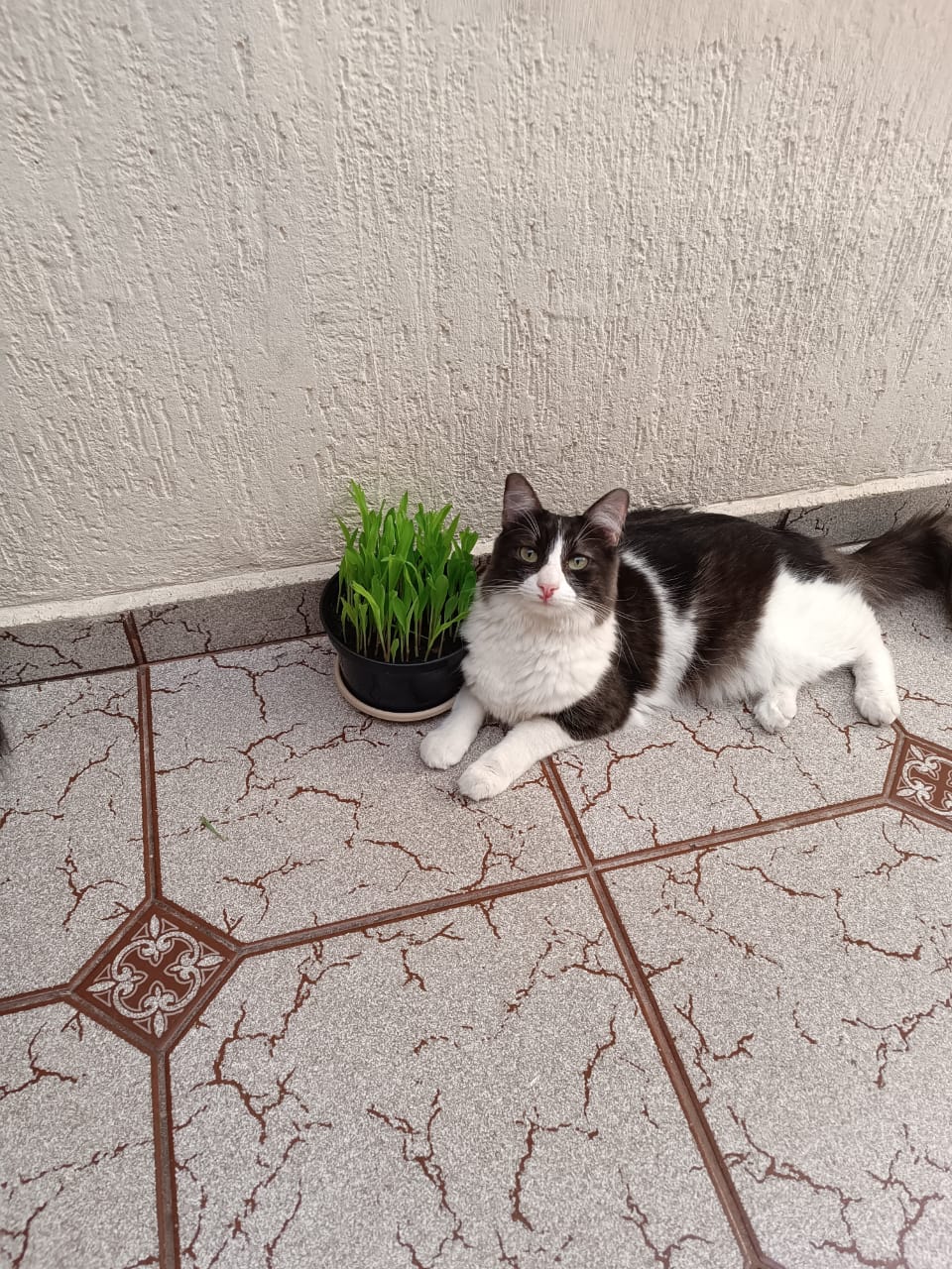 foto do pet Selina