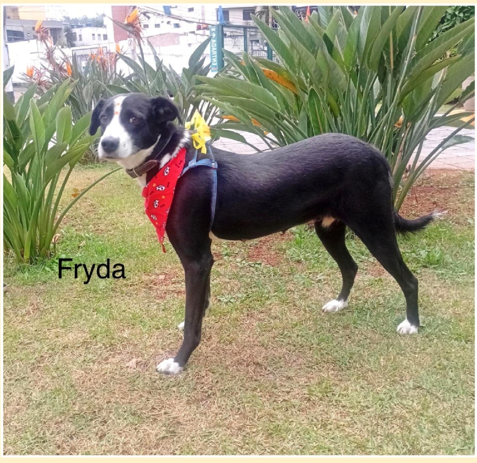 foto do pet Fryda