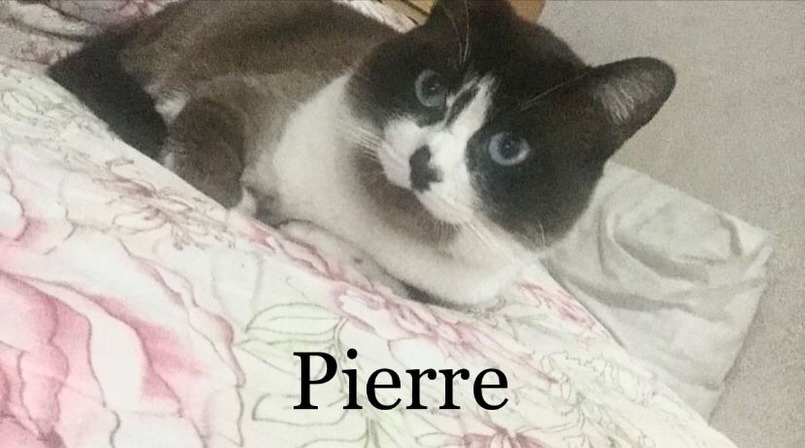 foto do pet Pierre