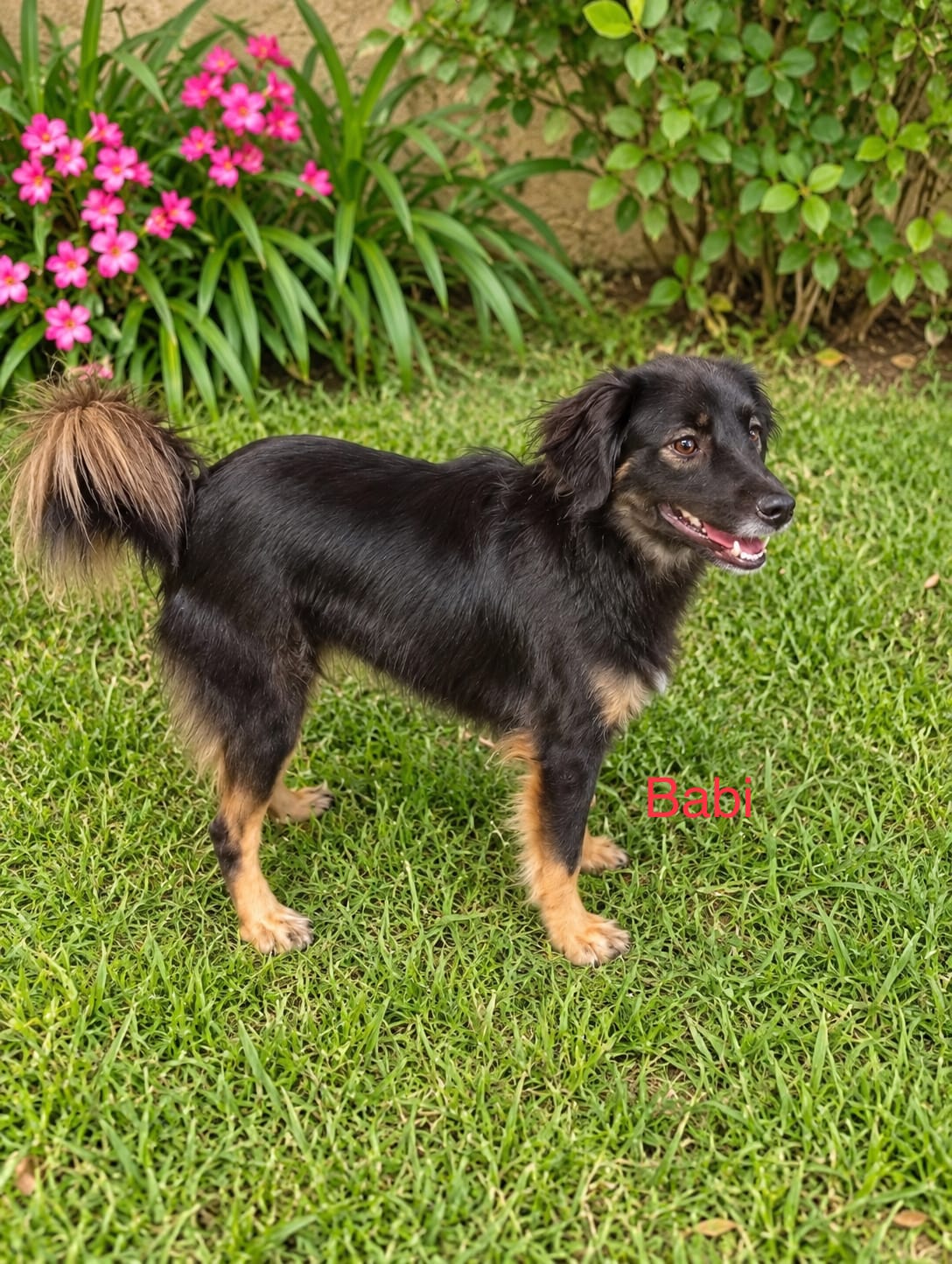 foto do pet Babi