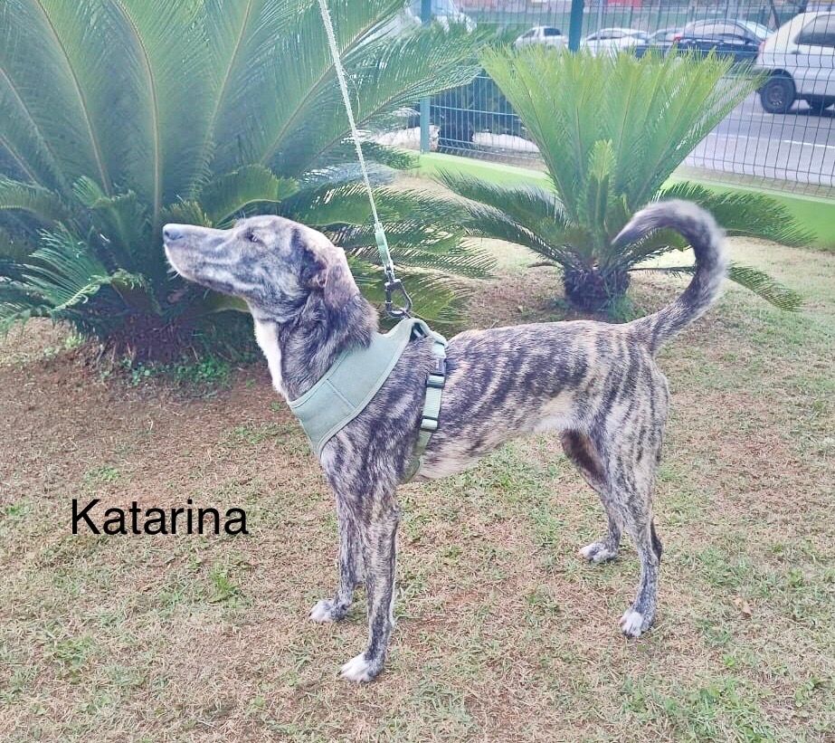 foto do pet Katarina