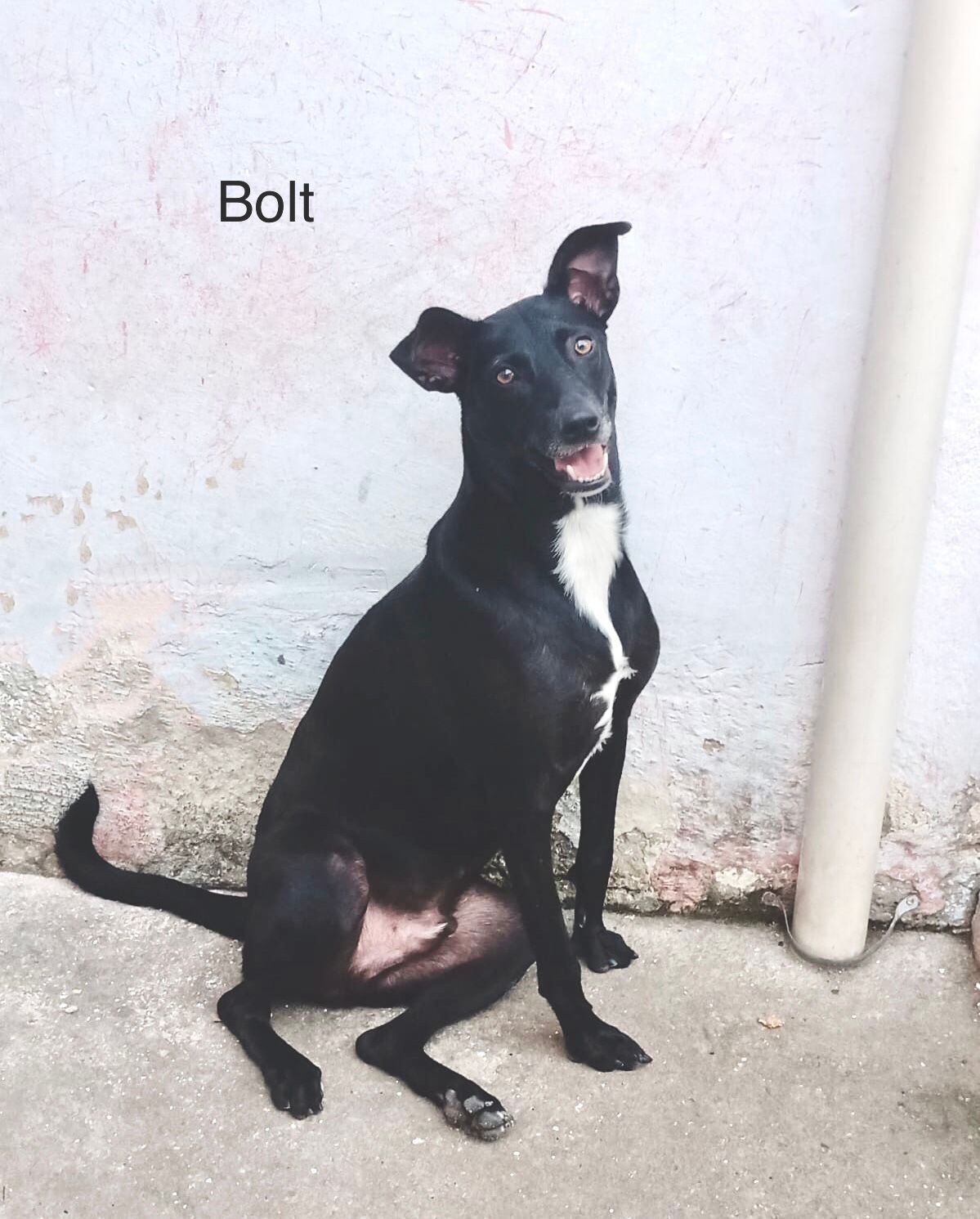 foto do pet Bolt