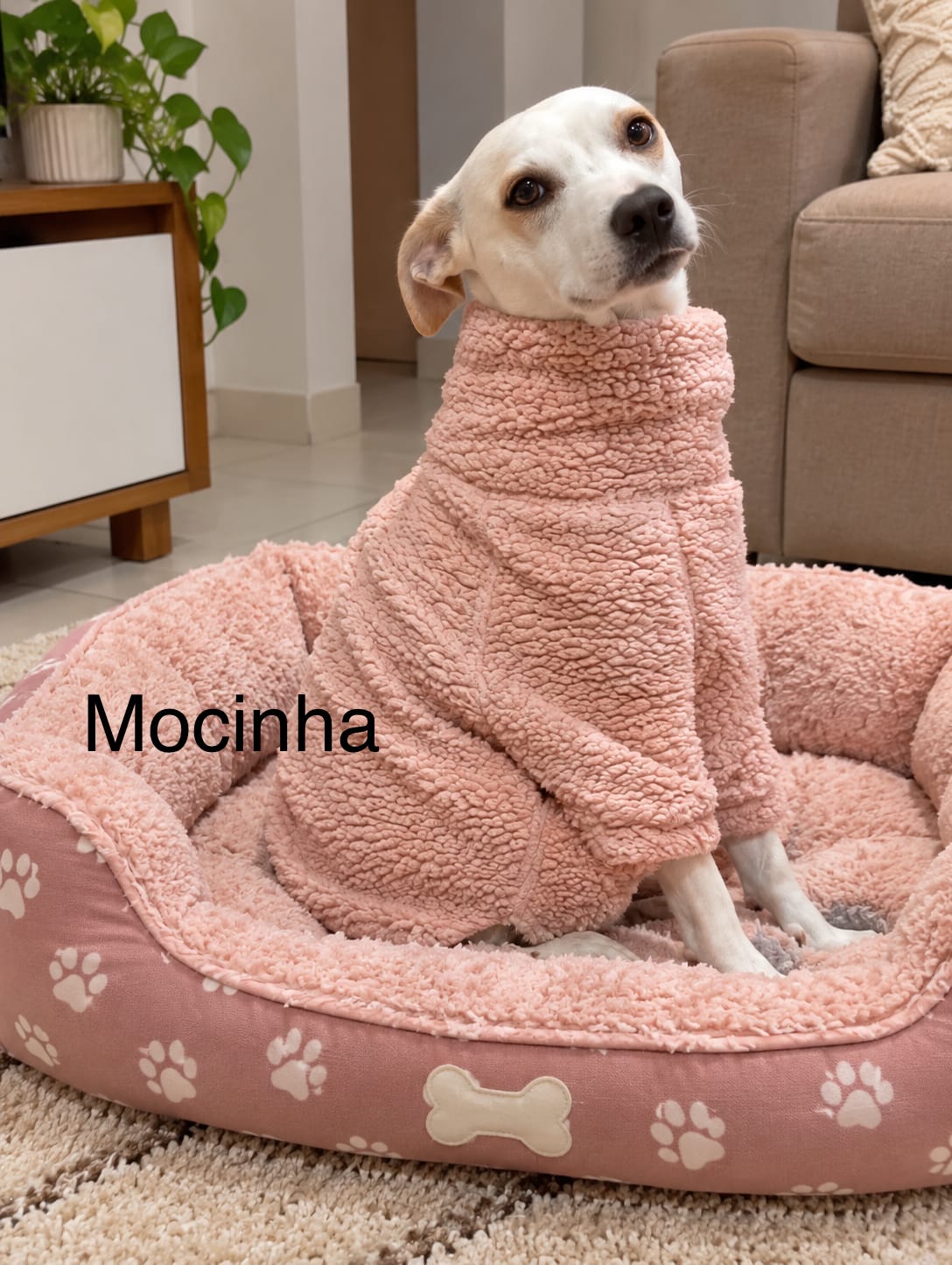 foto do pet Mocinha 