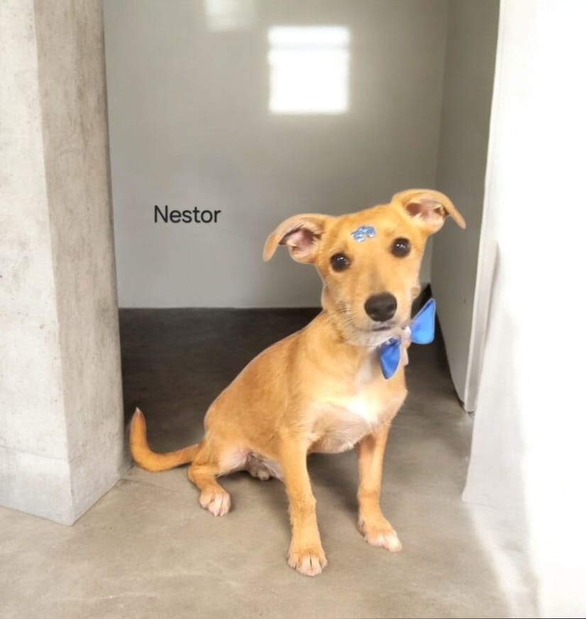 foto do pet Nestor
