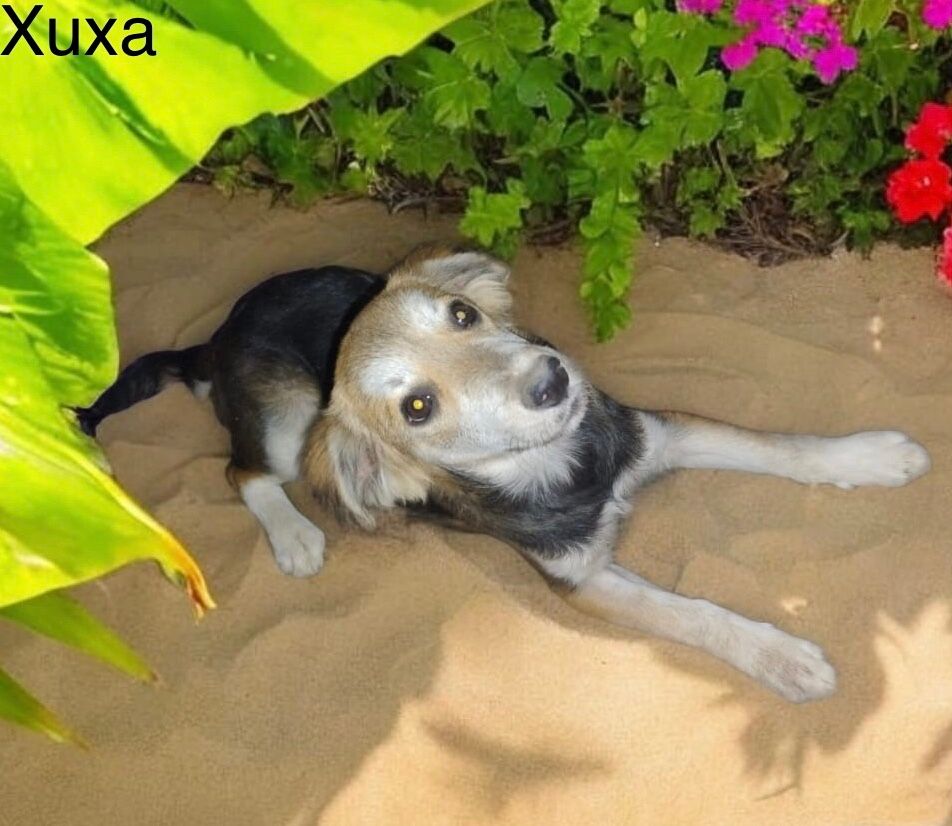 foto do pet Xuxa