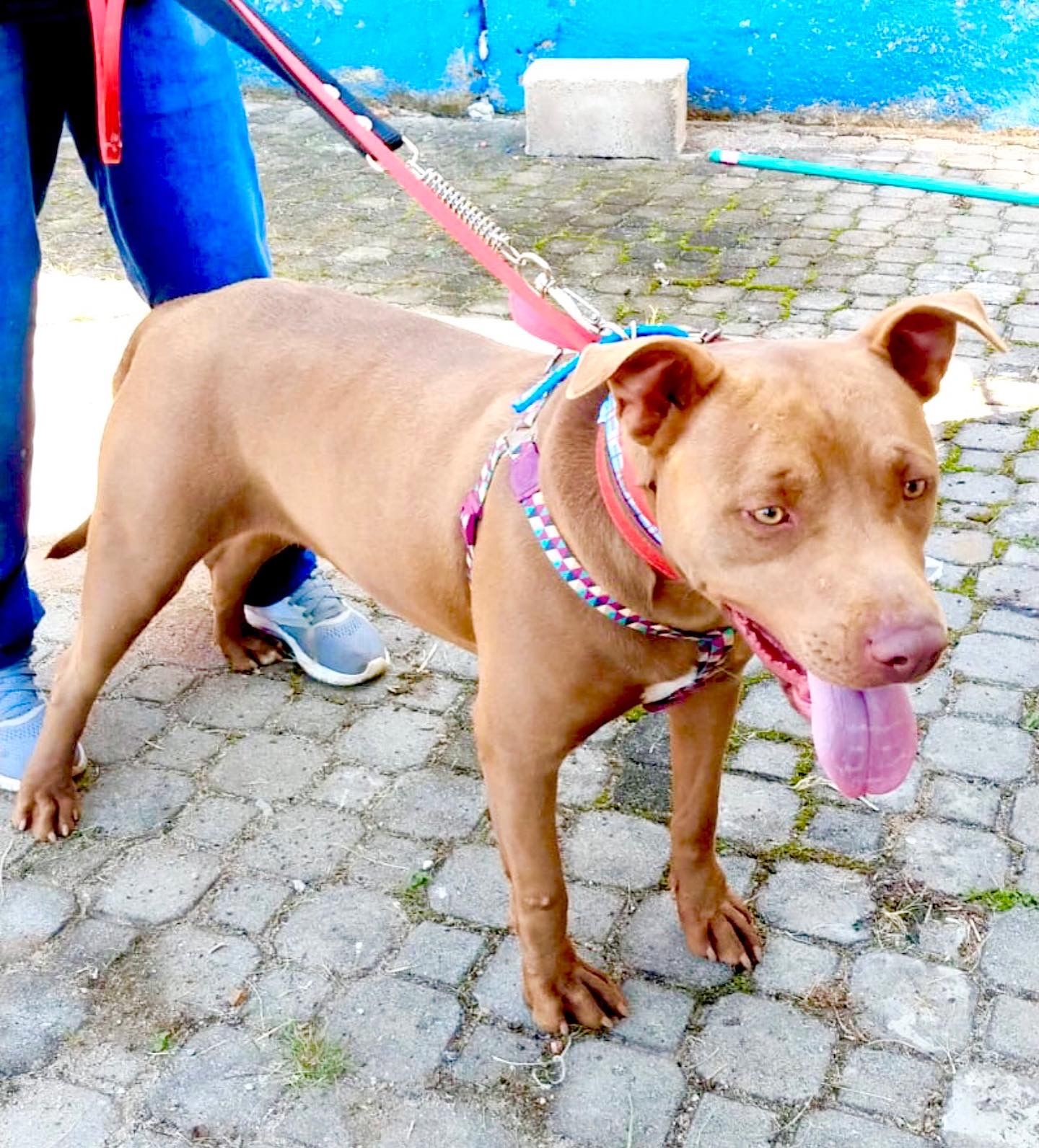 foto do pet Kiara