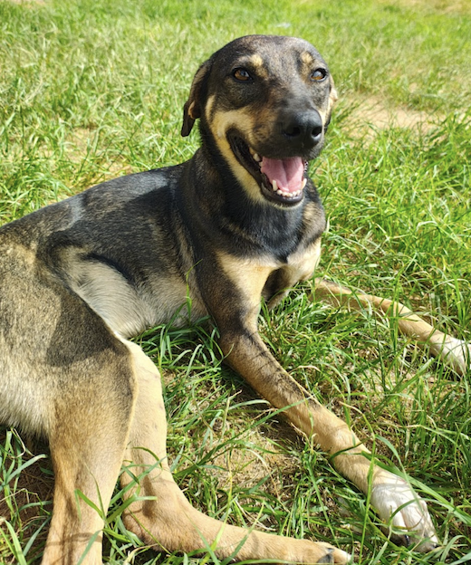 foto do pet Sandy Bochechas