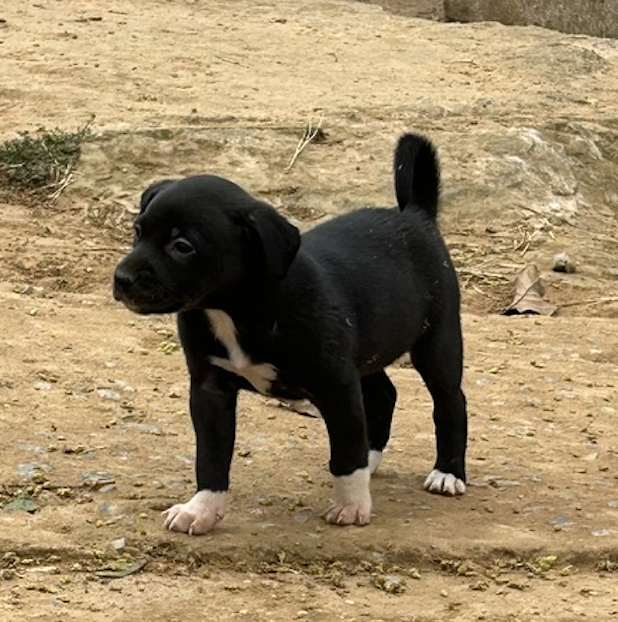 foto do pet Princesa