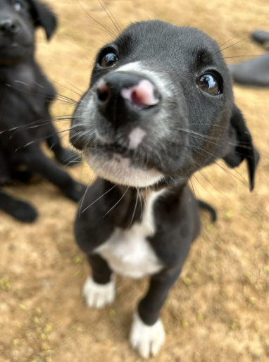 foto do pet Taxidomask
