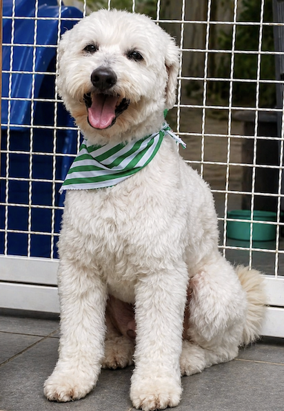 foto do pet Scooby