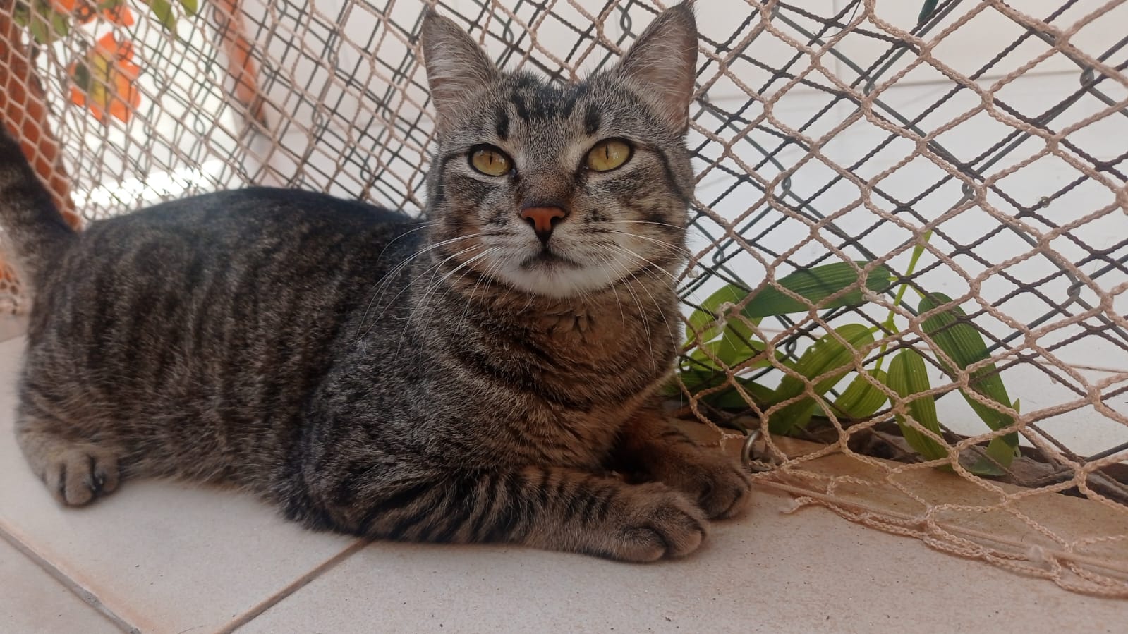 foto do pet Drauzio