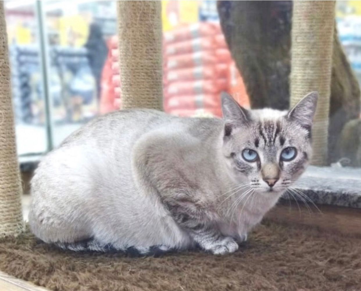 foto do pet Lucynda