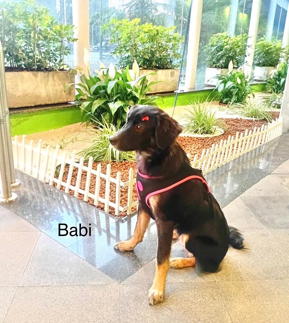 foto do pet Babi 