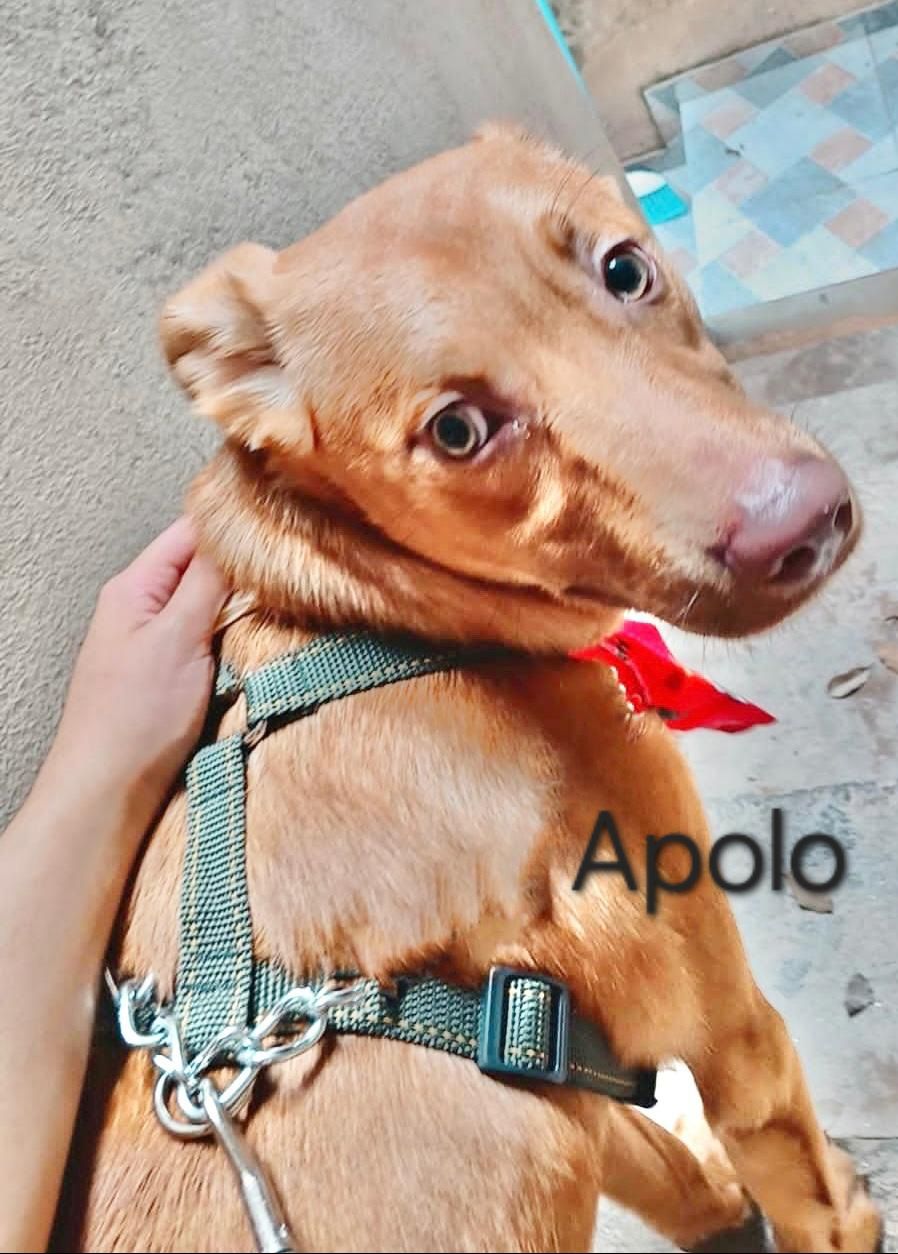 foto do pet Apolo