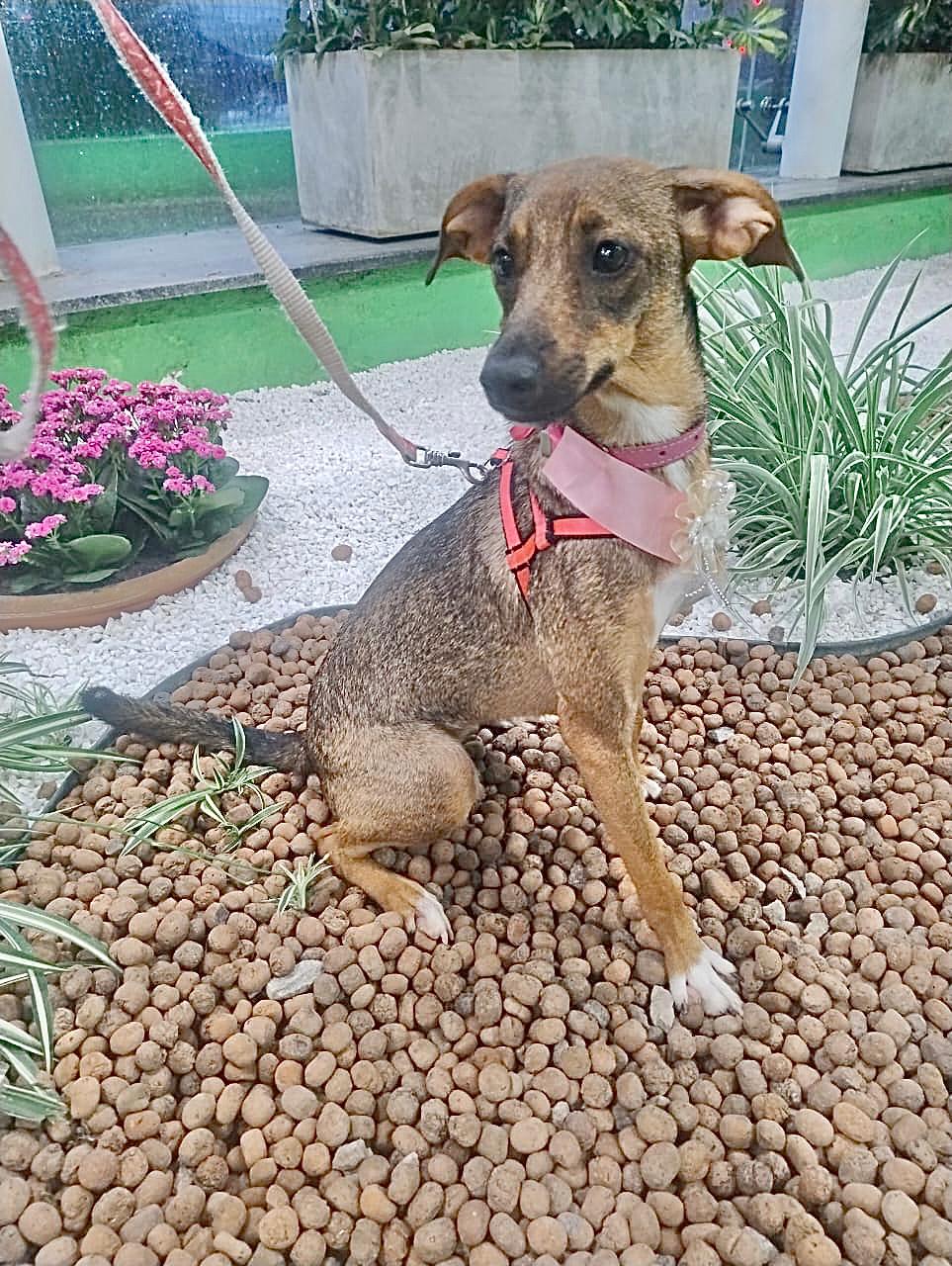 foto do pet Madalena 