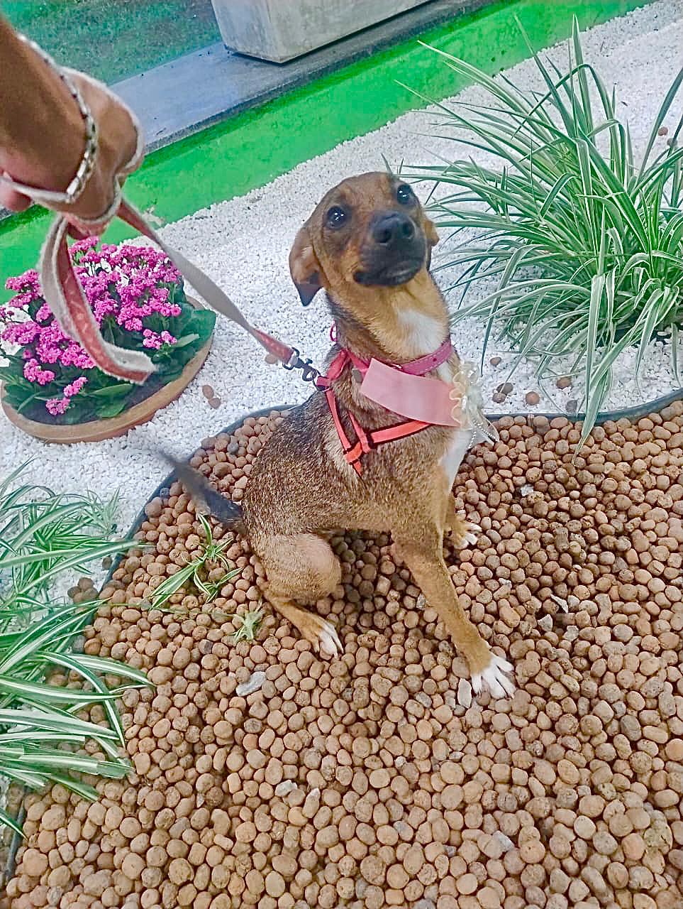 foto do pet Madalena