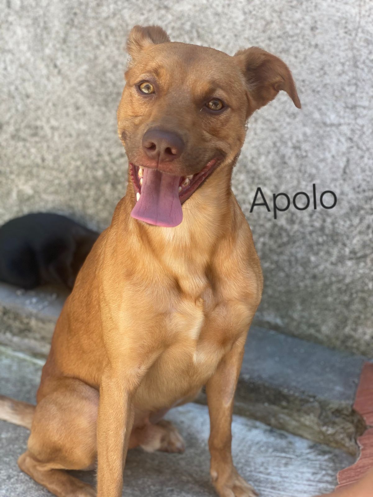 foto do pet Apolo