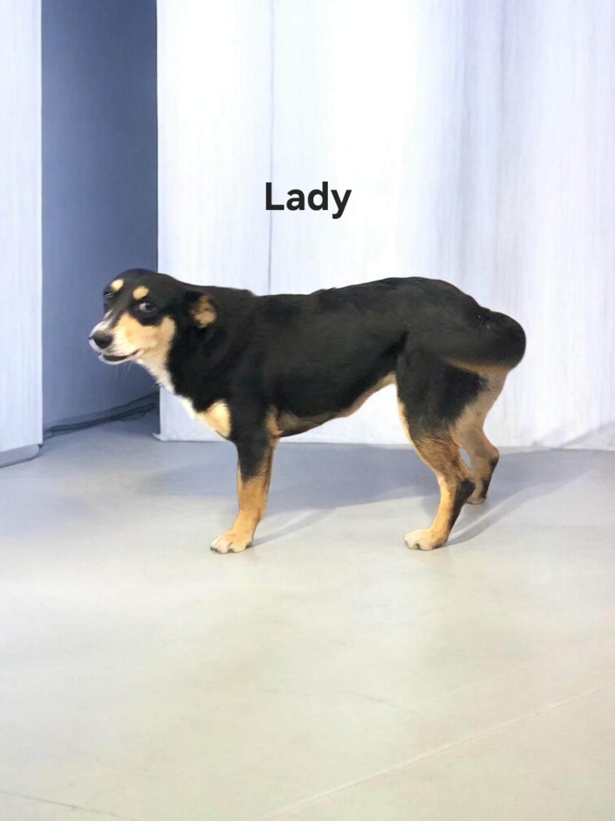 foto do pet Lady