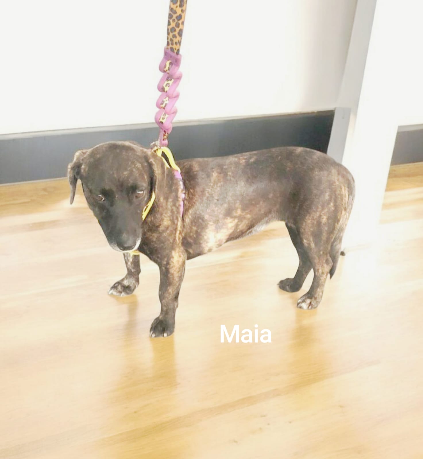 foto do pet Mila