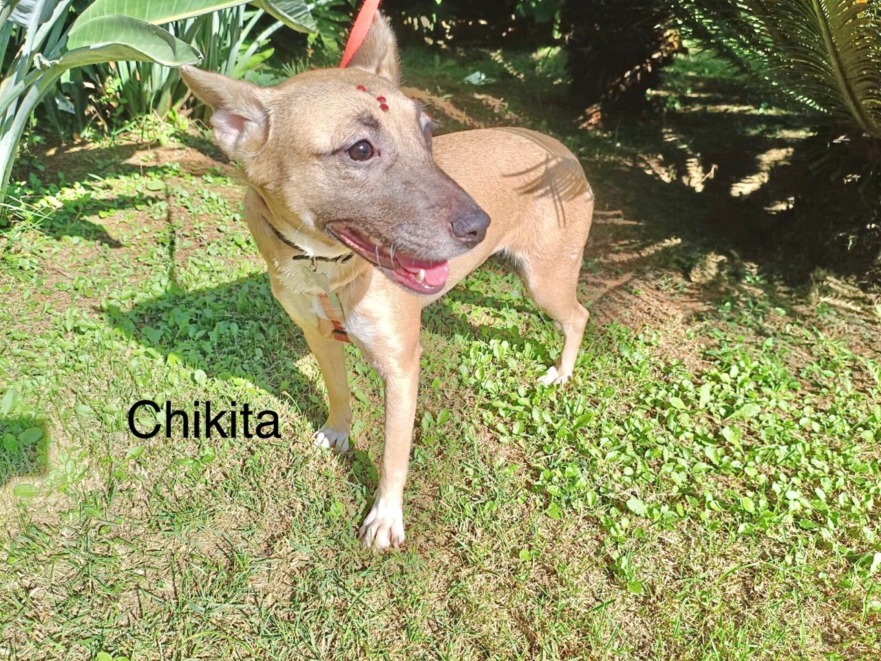 foto do pet Chikita