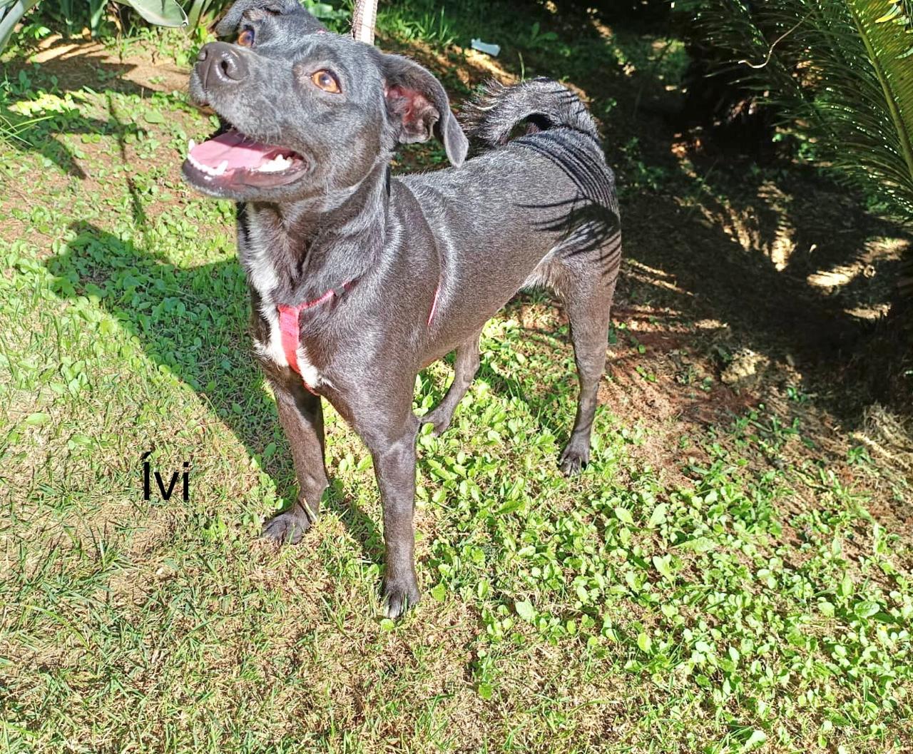 foto do pet Ívi