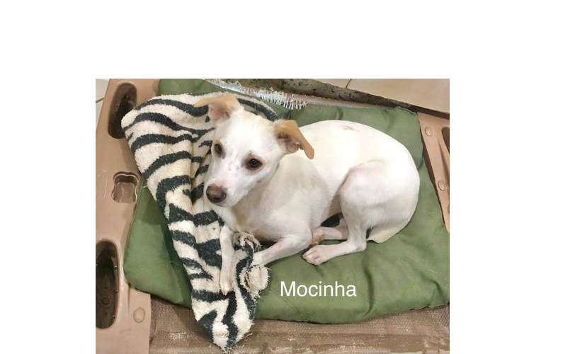 foto do pet Mocinha