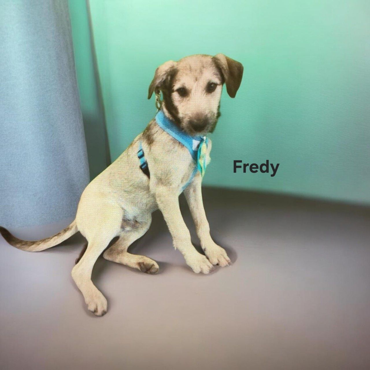 foto do pet Fredy