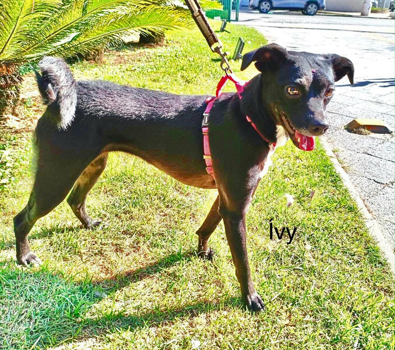 foto do pet Ivy
