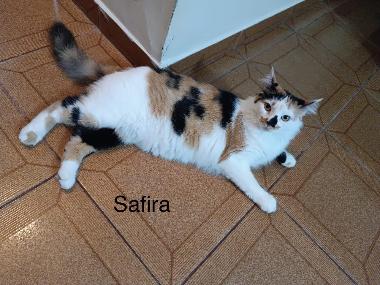 foto do pet Safira