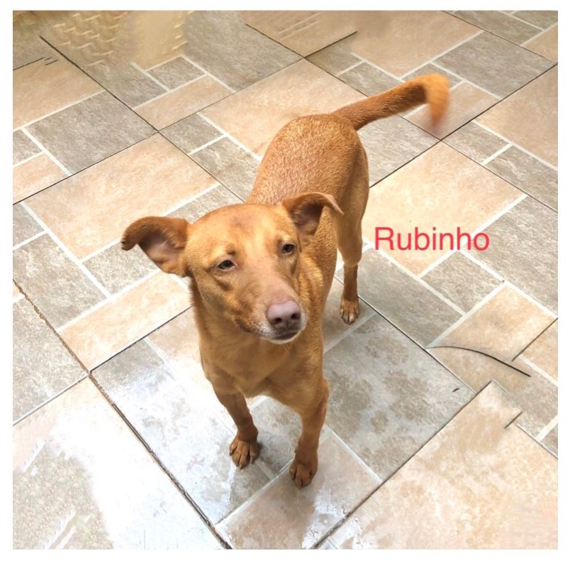 foto do pet Rubinho