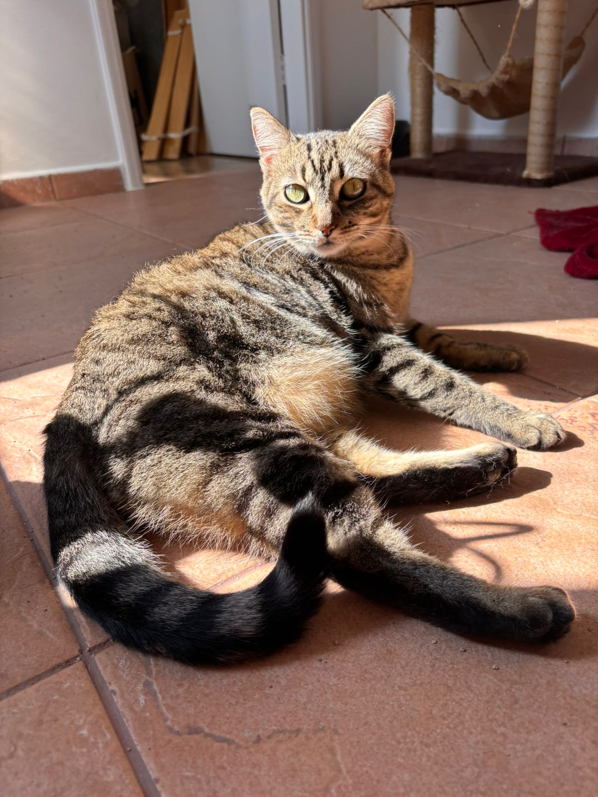 foto do pet Bagé