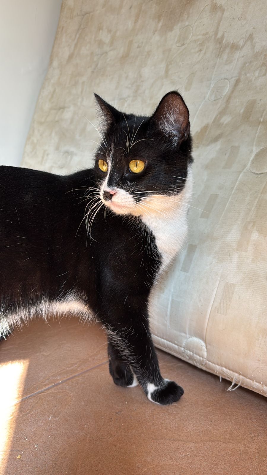 foto do pet Capz