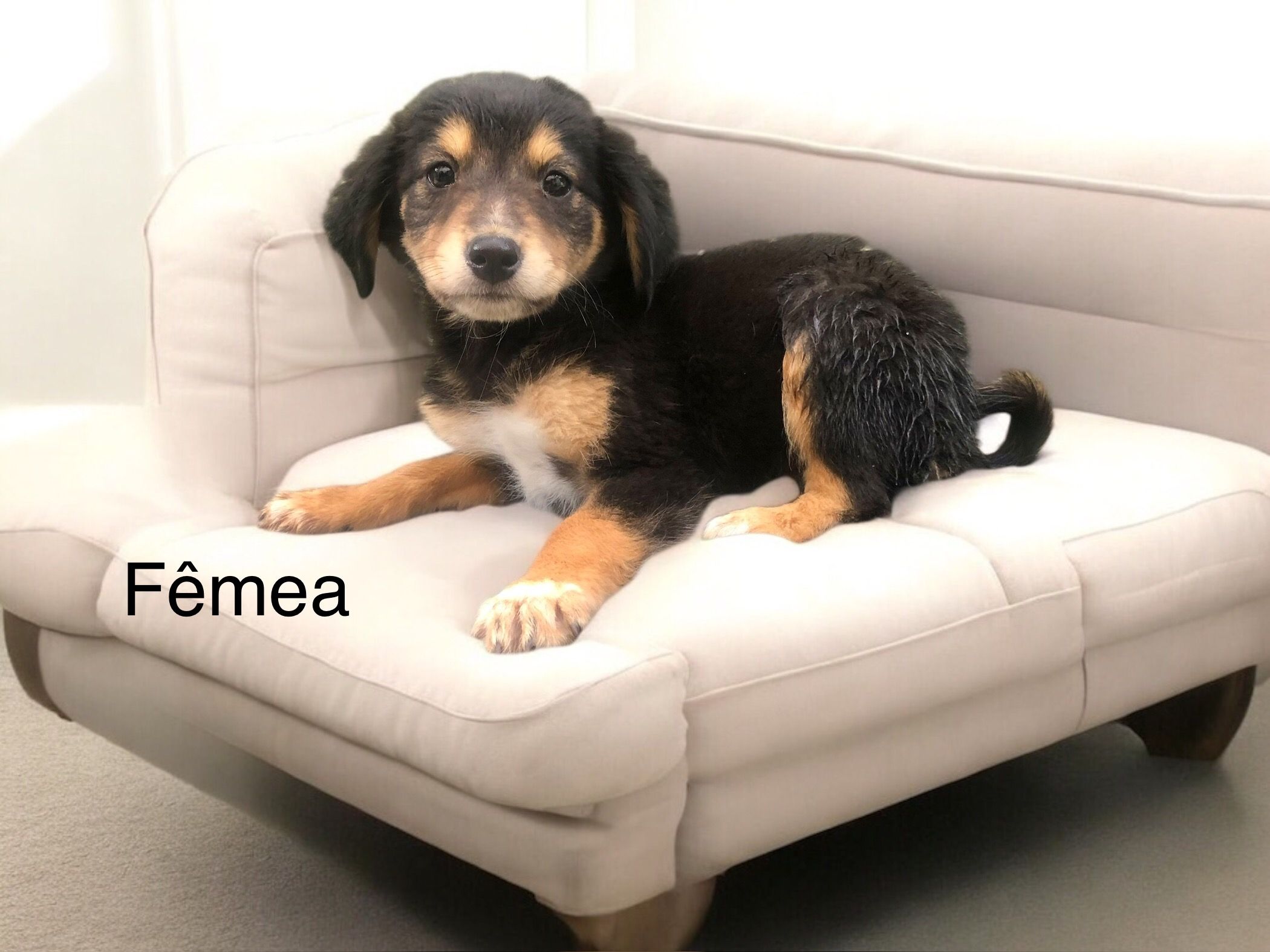 foto do pet Bibi