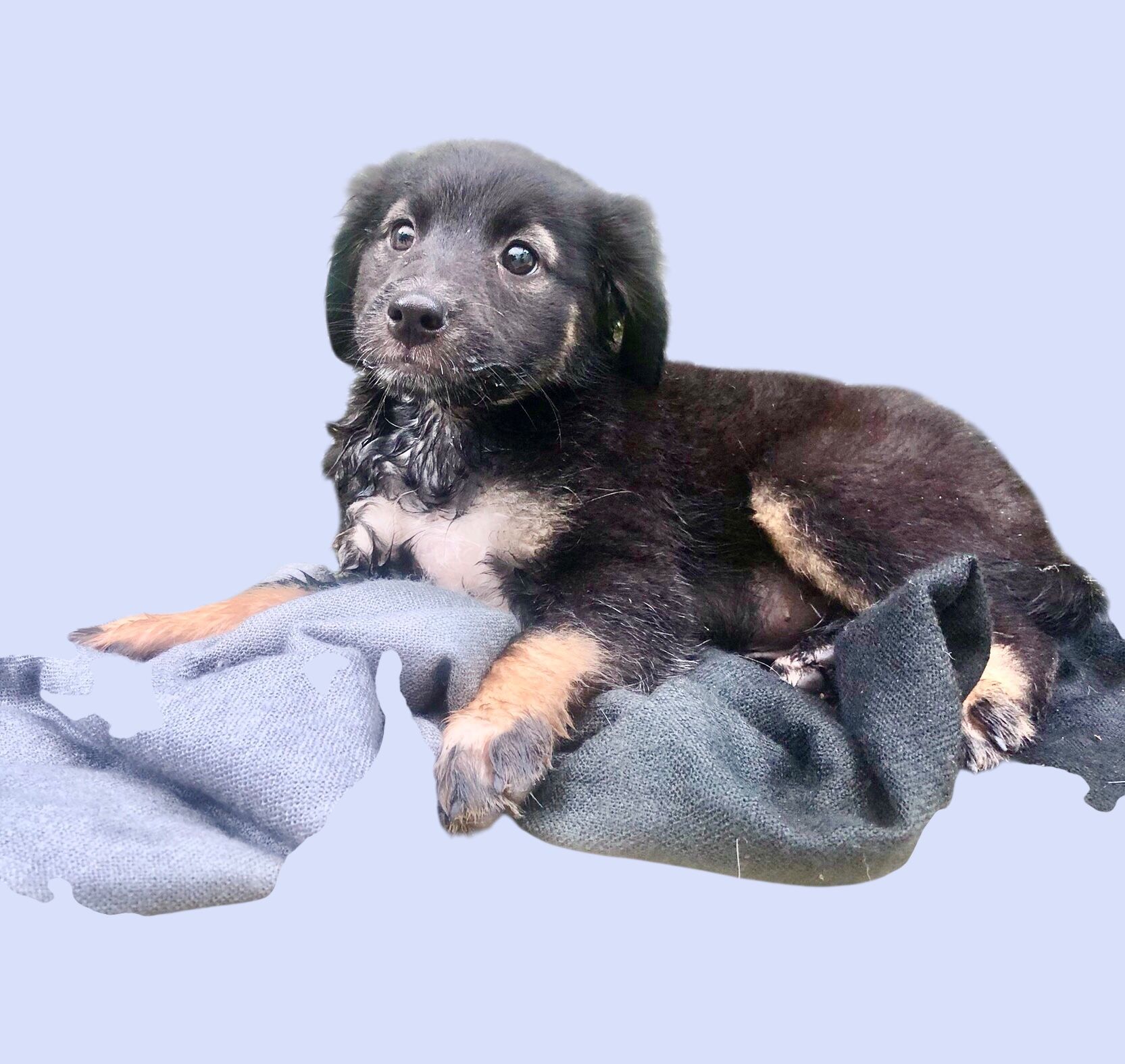 foto do pet Babi