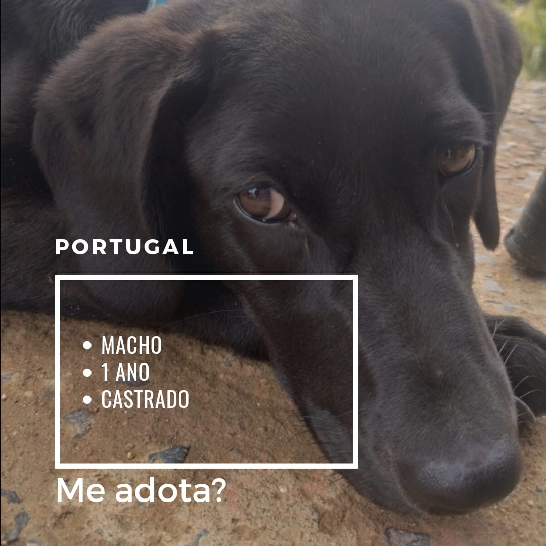 foto do pet Portugal