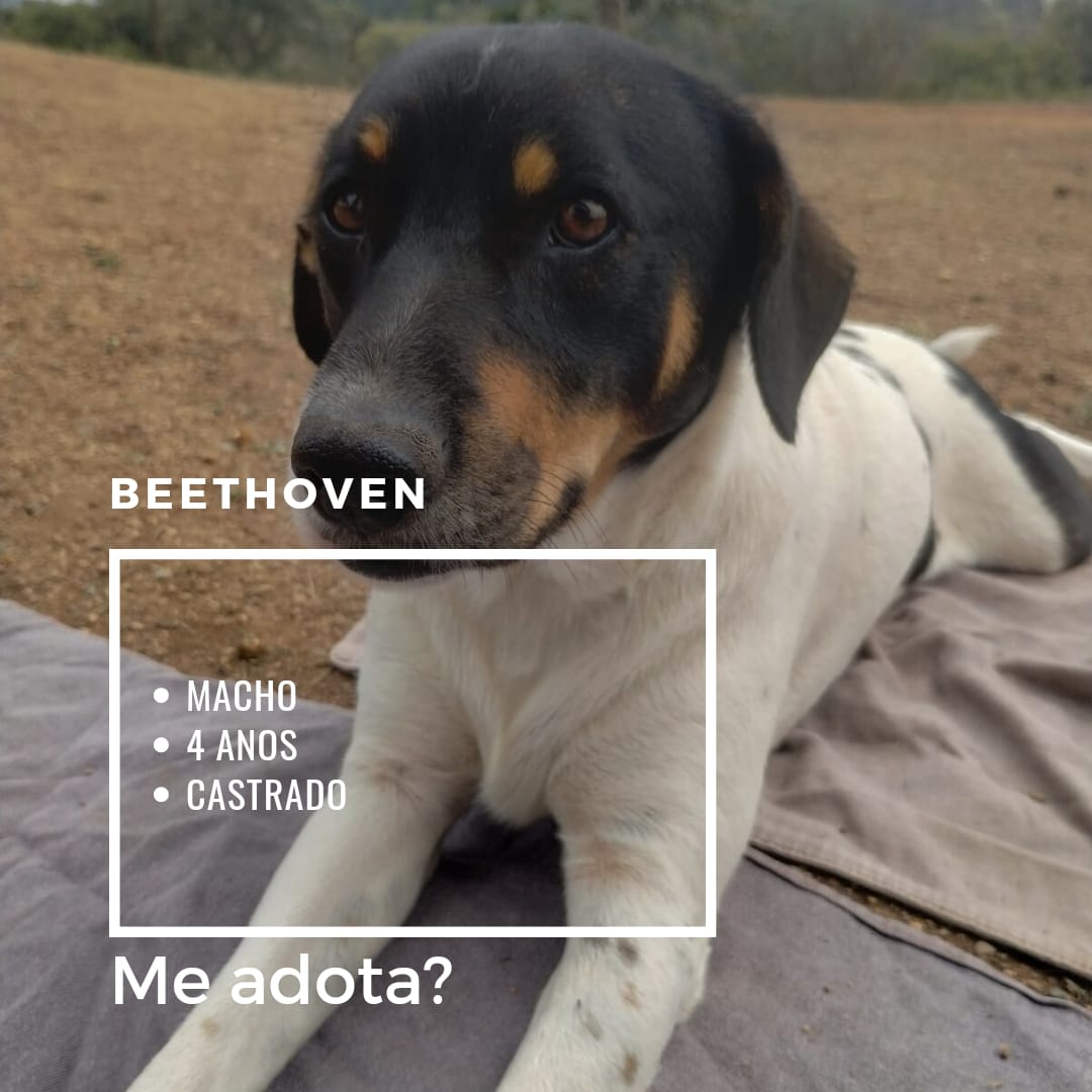 foto do pet Beethoven