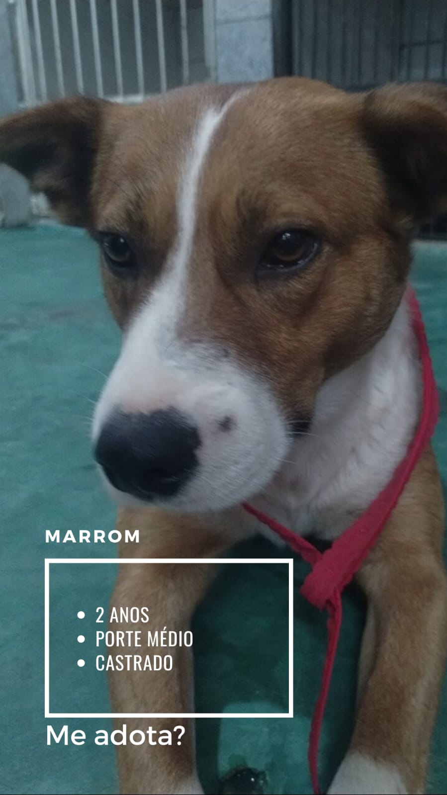 foto do pet Marrom