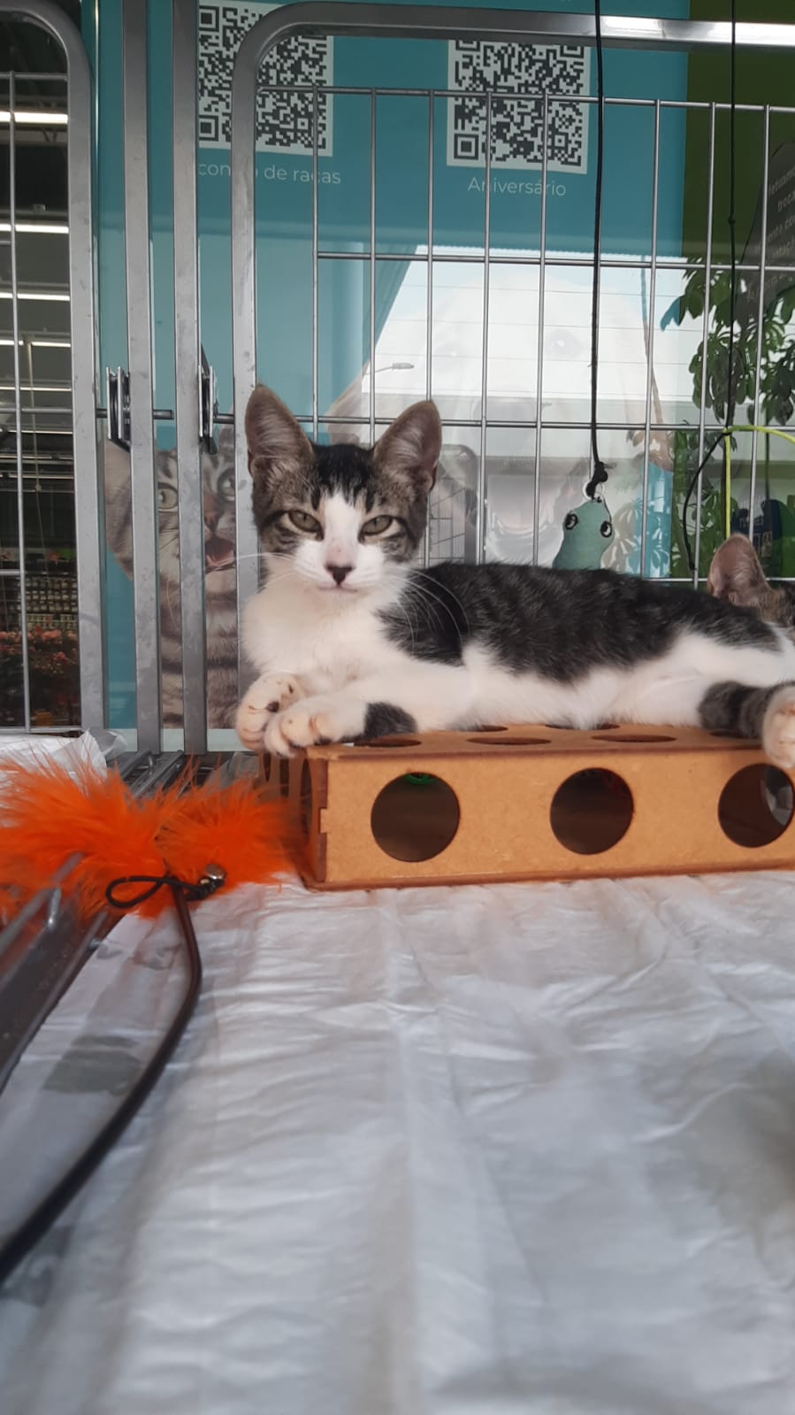 foto do pet ABIGAIL
