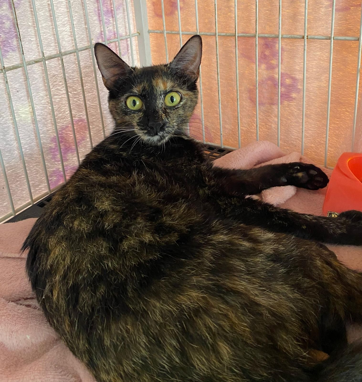 foto do pet Valeriana