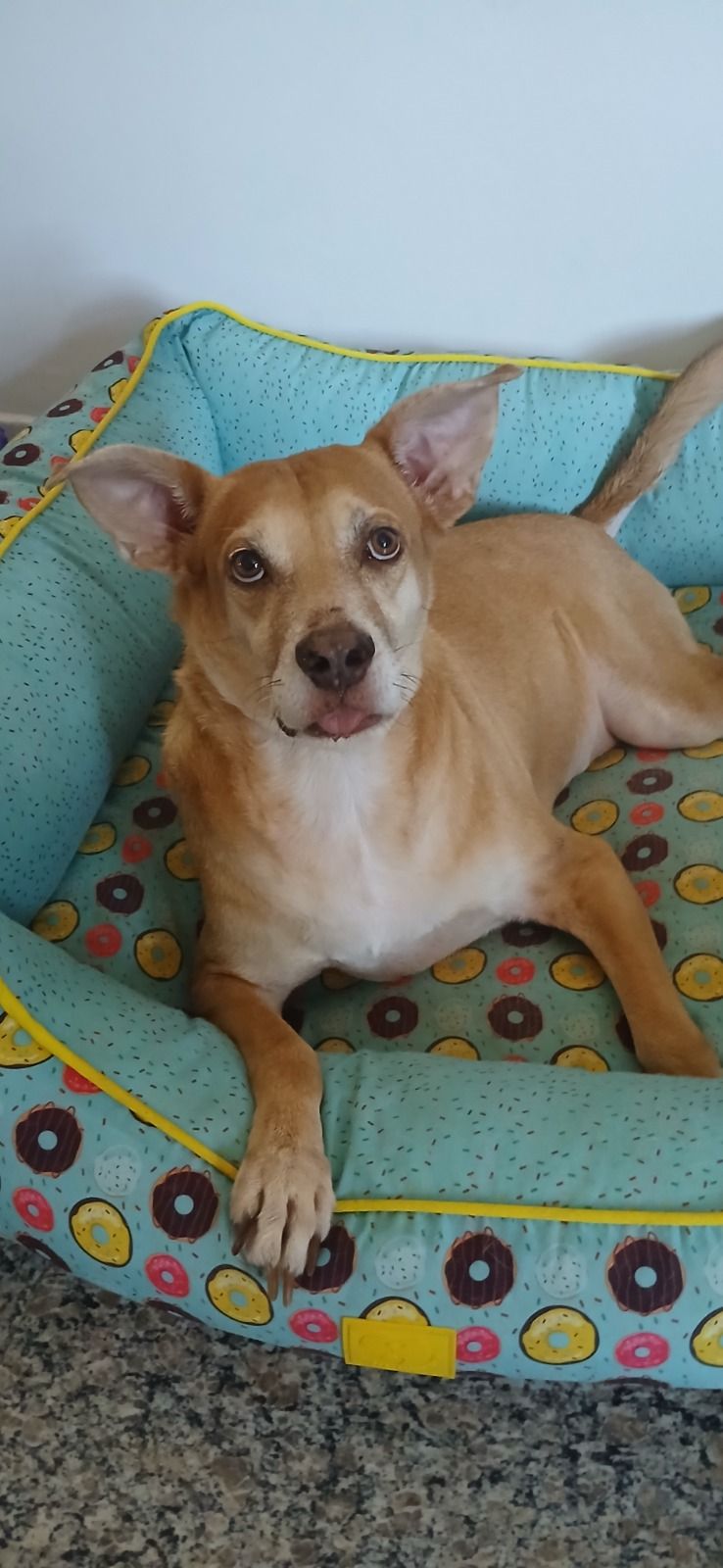 foto do pet Amarelinho