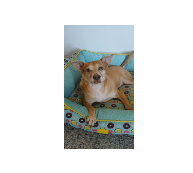 foto do pet Amarelinho