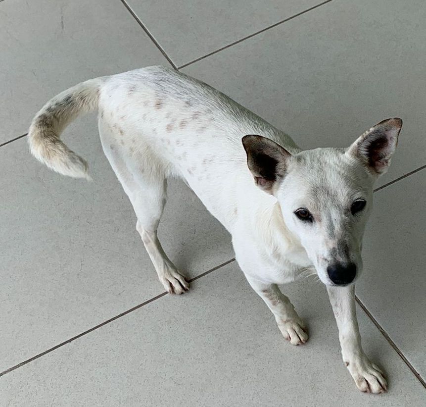 foto do pet Bianca