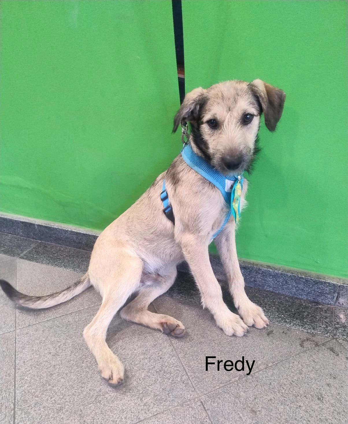foto do pet Fredy