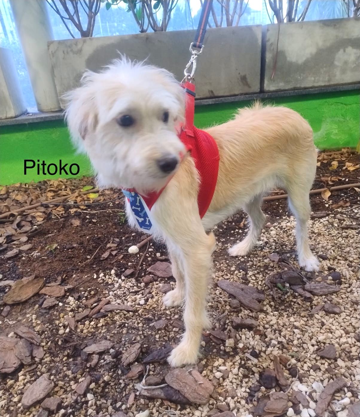 foto do pet Pitoko