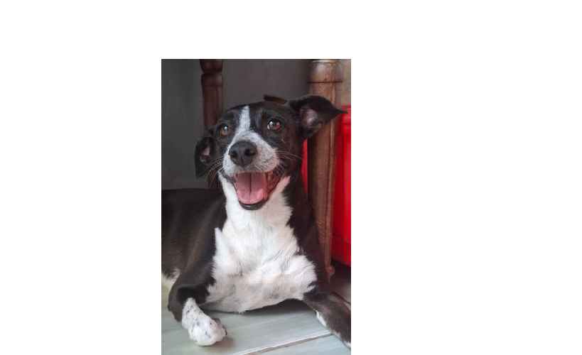foto do pet Grace