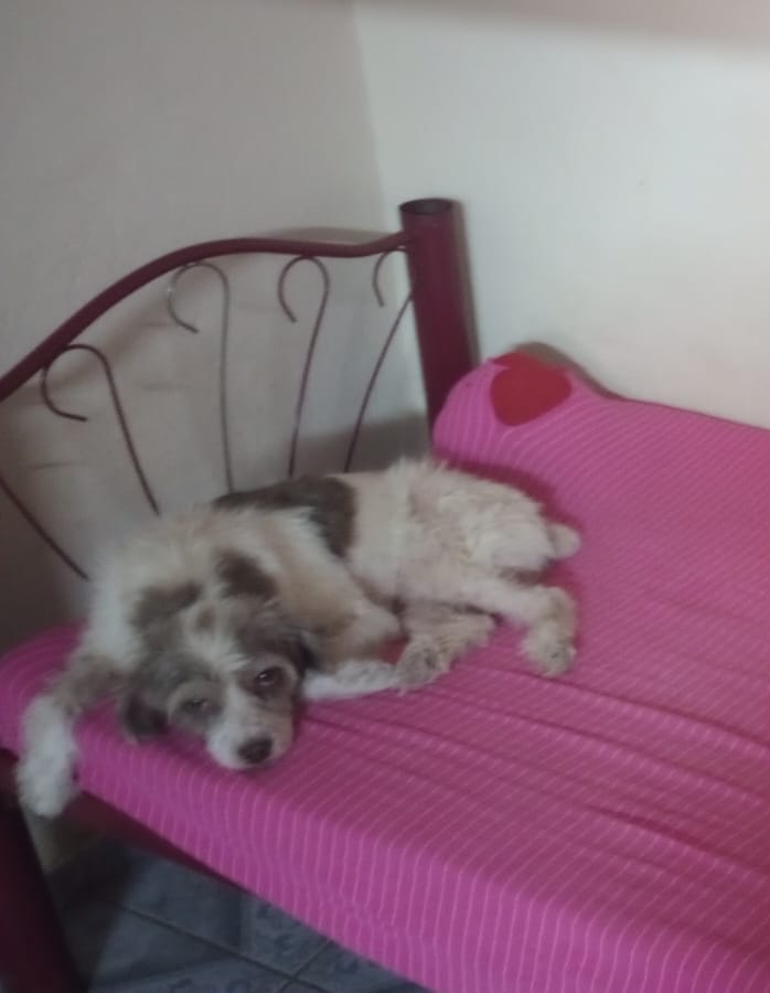 foto do pet joão